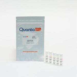 Quantabio ชุดน้ำยา dNTP 200 ไมโครลิต จำนวน 5 หลอด  95062-01K
